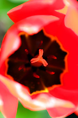 Image showing Flowers, Tulip