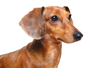 Image showing brown short hair dachshund dog