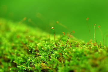 Image showing moss