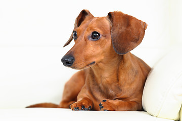 Image showing dachshund dog on sofa