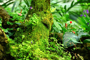 Image showing Tropical Rainforest Landscape