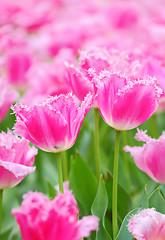 Image showing tulip in flower field