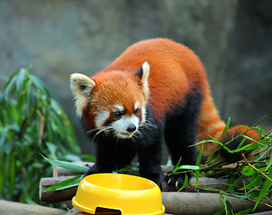 Image showing red panda