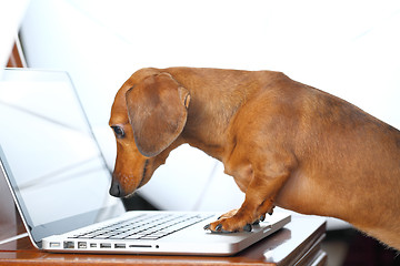 Image showing dog using computer