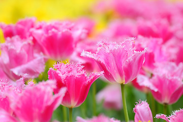 Image showing tulip in flower field