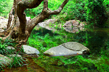 Image showing tree and water in jungle