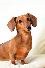 Image showing dachshund dog on sofa