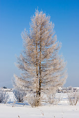 Image showing Frosten larch