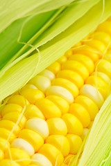 Image showing corn cob