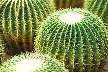 Image showing ball cactus