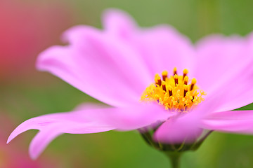 Image showing cosmos flowers