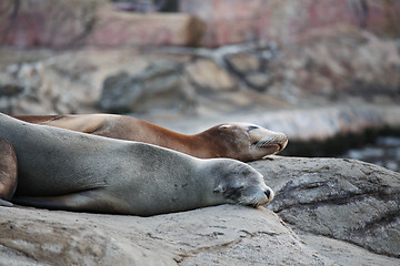 Image showing sea lion sleeping