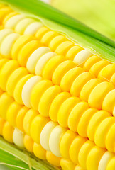 Image showing corn cob