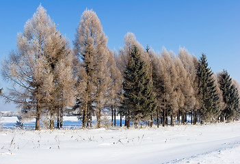 Image showing Frosten trees