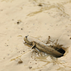 Image showing mudskipper