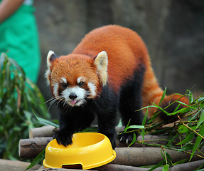 Image showing red panda