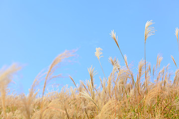 Image showing grass in autumn