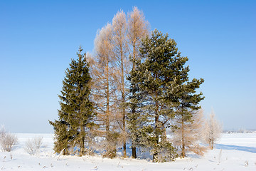 Image showing Frosten trees