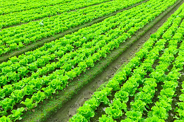 Image showing lettuce plant in field