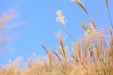 Image showing grass in autumn