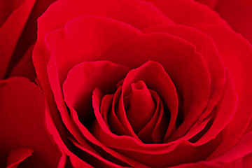 Image showing red rose