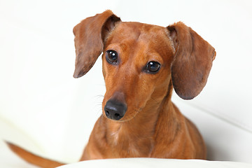 Image showing dachshund dog on sofa