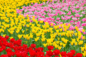 Image showing tulip in flower field