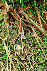 Image showing tree air root
