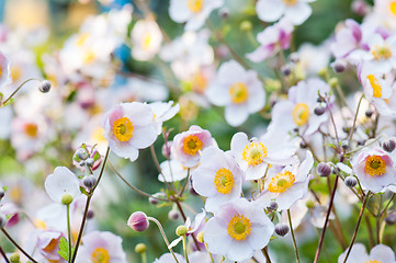 Image showing Anemone japonica