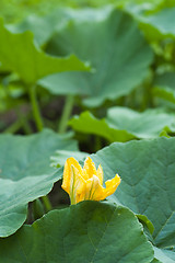 Image showing Yellow pumpkin flower among green leaves 