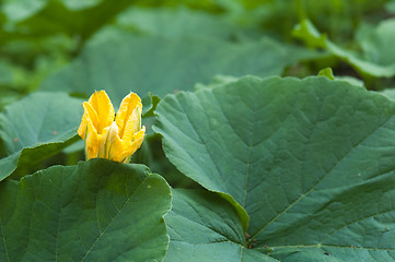 Image showing Yellow pumpkin flower among green leaves 