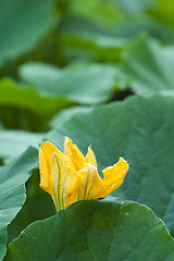 Image showing Yellow pumpkin flower among green leaves 