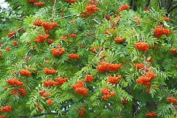 Image showing a bunch of red mountain ash, a close up