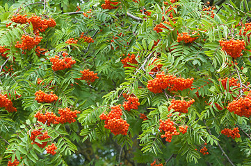 Image showing a bunch of red mountain ash, a close up