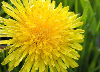 Image showing Dandelion