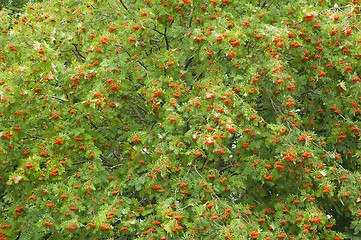 Image showing a bunch of red mountain ash, a close up