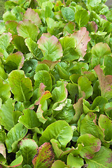 Image showing Green leaves of a beet, close up