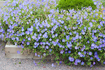 Image showing Beautiful bed from dark blue flowers