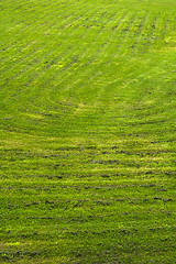 Image showing mown lawn