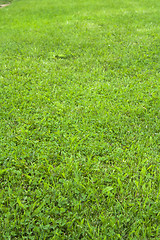 Image showing mown lawn