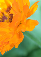 Image showing Orange flower(Calendula) macro