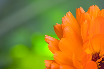 Image showing Orange flower(Calendula) macro