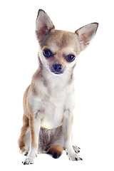 Image showing puppy chihuahua