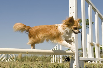 Image showing jumping chihuahua