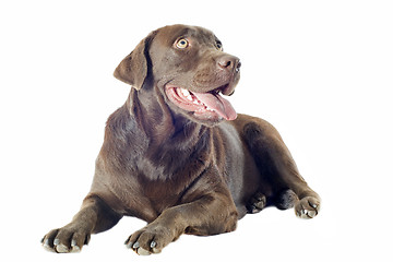 Image showing labrador retriever