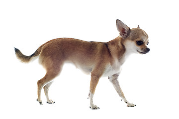 Image showing walking chihuahua