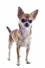 Image showing short hair chihuahua