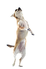 Image showing chihuahua upright