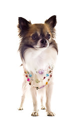 Image showing chihuahua with pearl collar