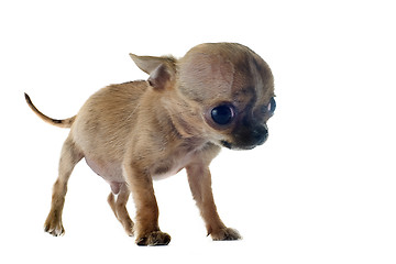 Image showing puppy chihuahua